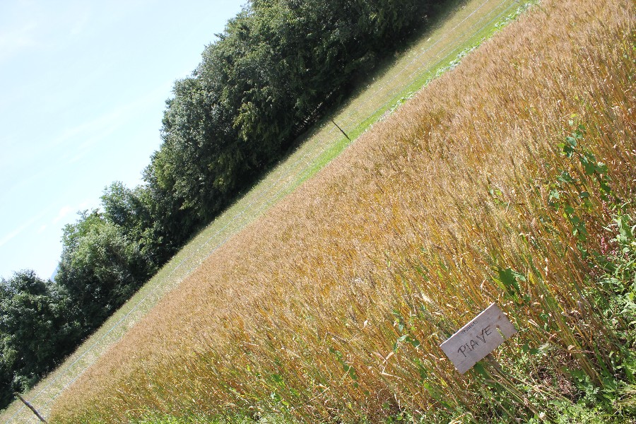 There live the blind texts