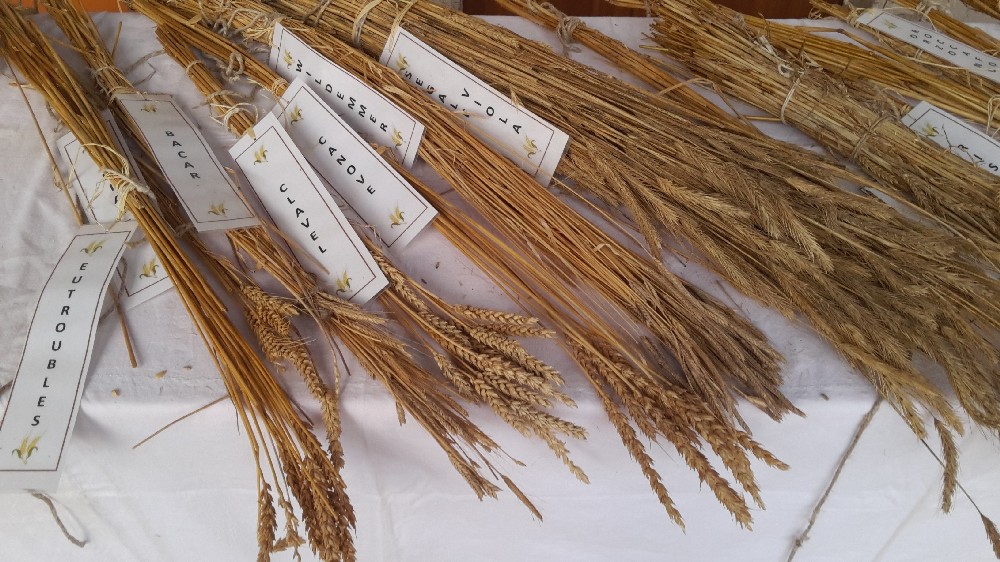 There live the blind texts